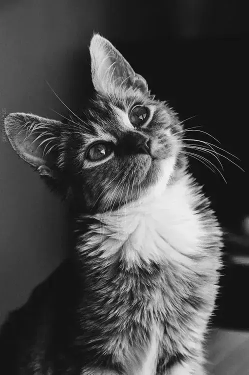 cat in black and white